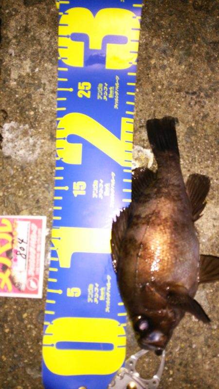 西浦メバリング