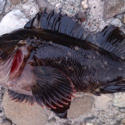 メバリングのつもりでしたが、、、