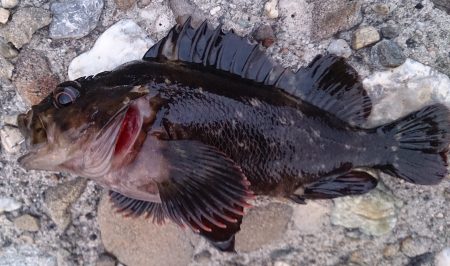 メバリングのつもりでしたが、、、