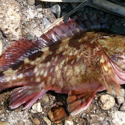 テトラで遊ぼう！