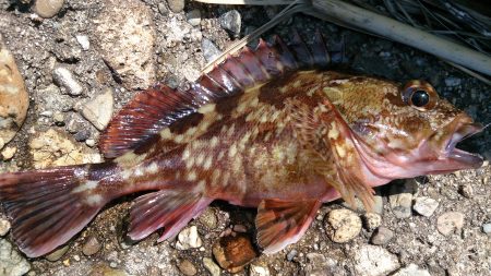 テトラで遊ぼう！