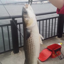 久しぶりのフカセ釣り