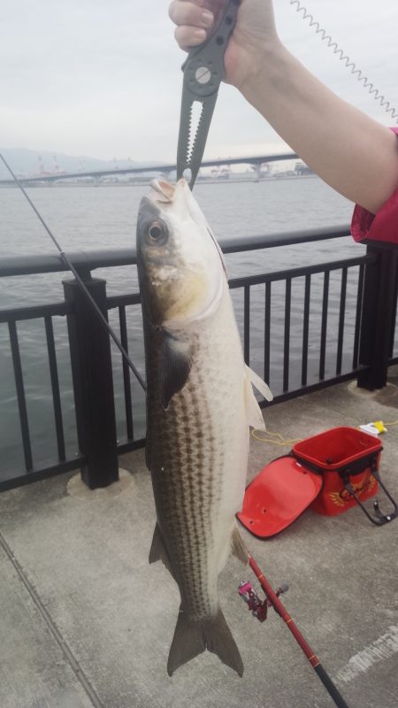 久しぶりのフカセ釣り