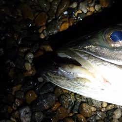 メバルのつもりが