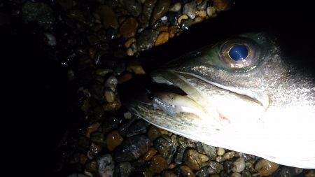 メバルのつもりが