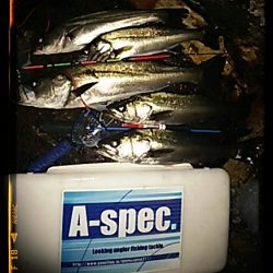 エビ撒き釣り2015*4*4