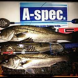 ちょっとだけエビ撒き釣り2015*4*11