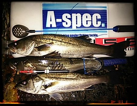 ちょっとだけエビ撒き釣り2015*4*11…