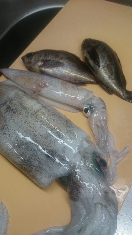 釣りたては旨い