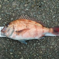 最後の一投で釣れました