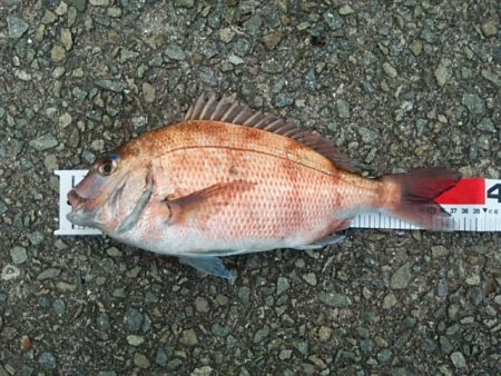 最後の一投で釣れました