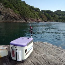 今年初のアオリイカ