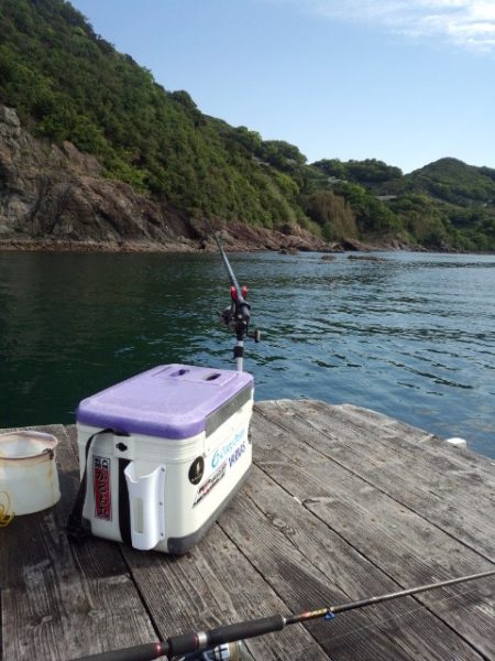 今年初のアオリイカ