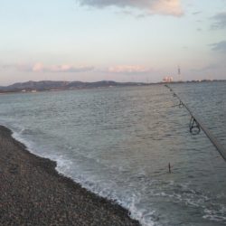 久々に釣れました　煙樹ヶ浜のメジロ