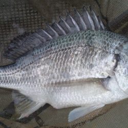 河口にてフカセ釣り