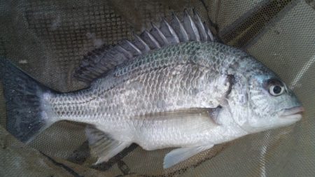 河口にてフカセ釣り