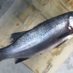 河口にてルアー釣り