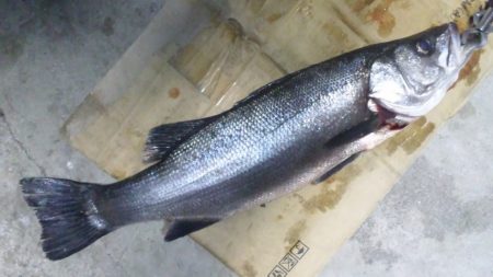 河口にてルアー釣り