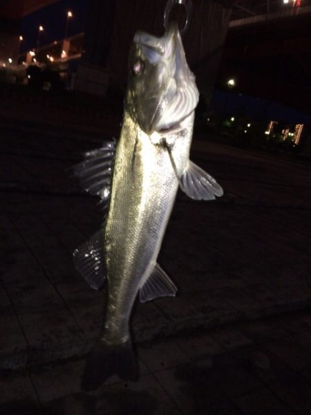 シーバスの活性UP