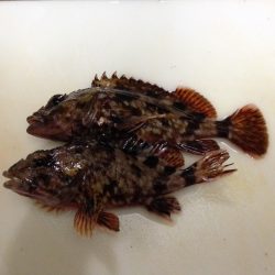 なかなか渋いわ