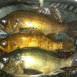 大漁なんだけど