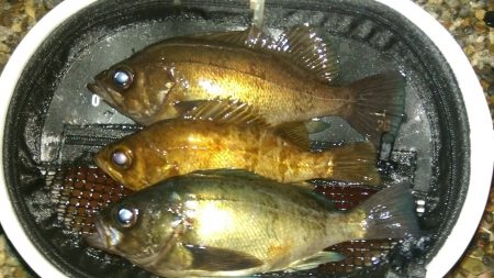 大漁なんだけど