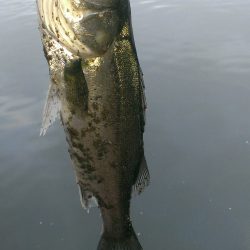 雨上がりの１匹