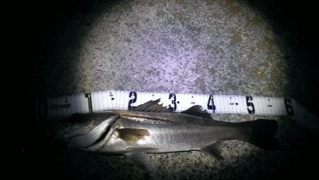 そろそろシーズン♪♪