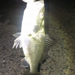 渋い中での１匹！！