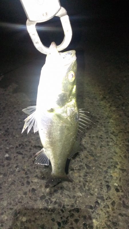 渋い中での１匹！！