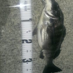 嬉しい外道(チヌ)