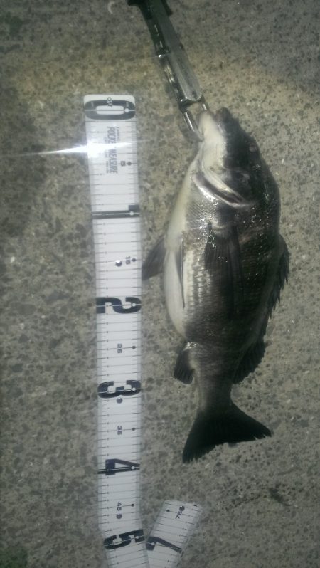 嬉しい外道(チヌ)