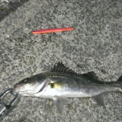 短いジアイ……