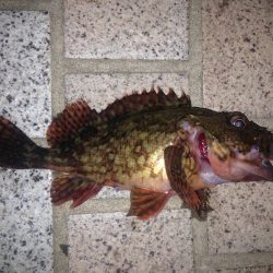 ちょいと洲本へ釣行