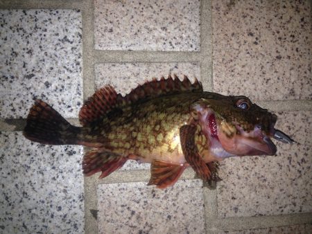 ちょいと洲本へ釣行