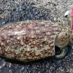 田ノ浦 エギング