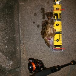 今年2回目のナイトゲーム