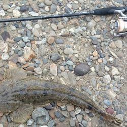 紀の川マゴチゲーム