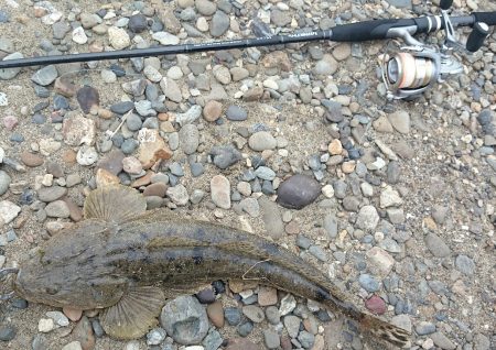 紀の川マゴチゲーム