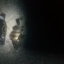 何か釣れるかな？