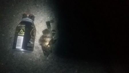 何か釣れるかな？