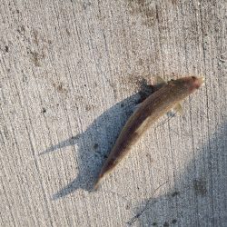 カレイ　なんとか1枚！