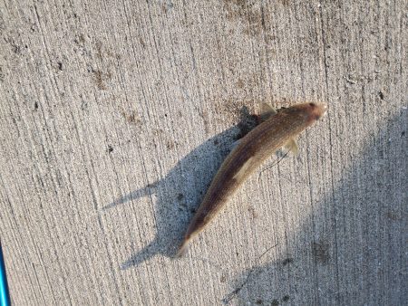 カレイ　なんとか1枚！