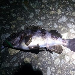 アジは、どこ…