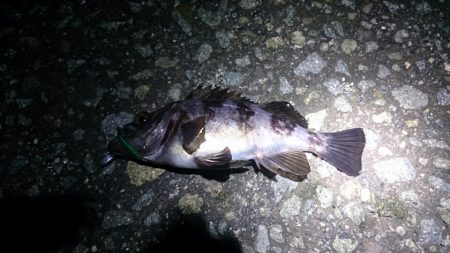 アジは、どこ…