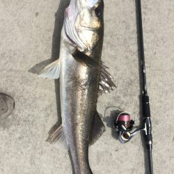 鉄板バイブのデイゲーム