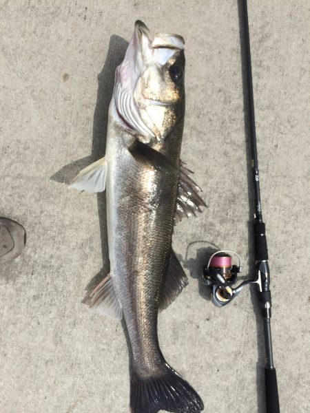 鉄板バイブのデイゲーム