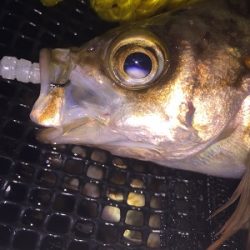 シャローでなんとかメバルに会えました