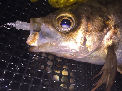 シャローでなんとかメバルに会えました