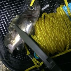 チビメバルとロリメバルとグーフー